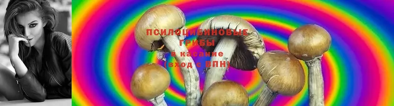 Псилоцибиновые грибы Psilocybe  закладки  Бахчисарай 